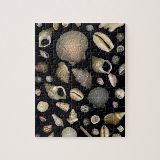 Quebra-cabeça Várias conchas marítimas (Vertical)