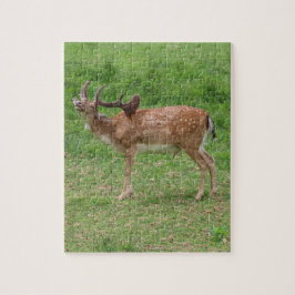 Quebra-cabeça veado, gamo ao ar livre