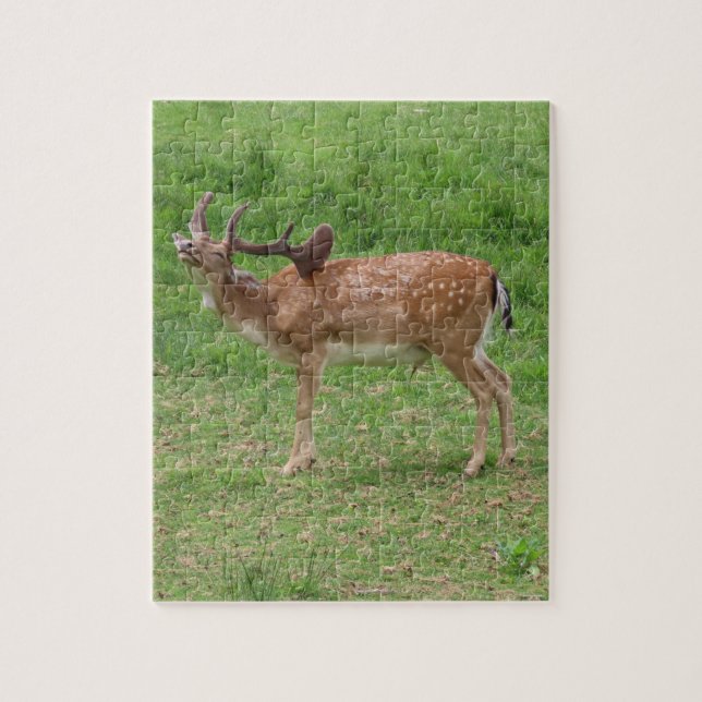 Quebra-cabeça veado, gamo ao ar livre (Vertical)