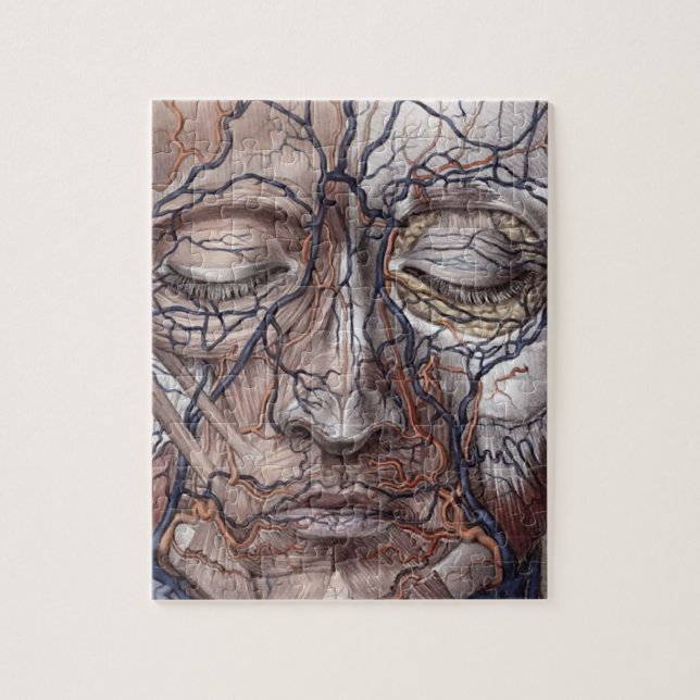 Quebra-cabeça Veias e músculos principais (Vertical)