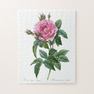 Quebra-cabeça Velha Ilustração da Flor Rosa Rosa Rosa Glica
