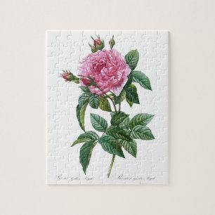 Quebra-cabeça Velha Ilustração da Flor Rosa Rosa Rosa Glica