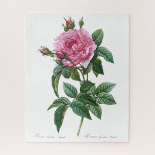 Quebra-cabeça Velha Ilustração da Flor Rosa Rosa Rosa Glica