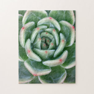 Quebra-cabeça Vermelho verde Succulent derrubado