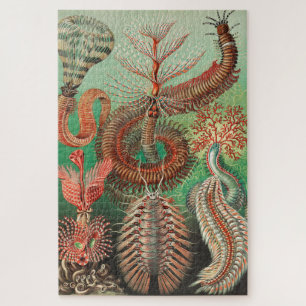 Quebra-cabeça Vermes, Annelids Chaetopoda, por Ernst Haeckel