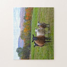 Quebra-cabeça Vermont Sheep no outono