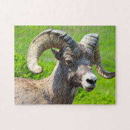 Quebra-cabeça Vida Selvagem Canadá. Carneiro de Big Horn.