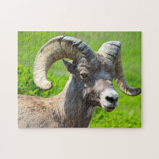 Quebra-cabeça Vida Selvagem Canadá. Carneiro de Big Horn. (Horizontal)