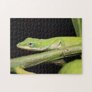 Quebra-cabeça Vida Selvagem de Lizard, Anole de Jardim Verde