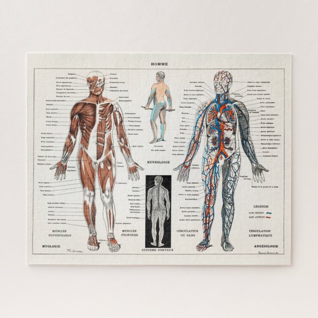 Quebra-cabeça Vintage Antique Medical Anatomy Anatomical Diagram (Horizontal)
