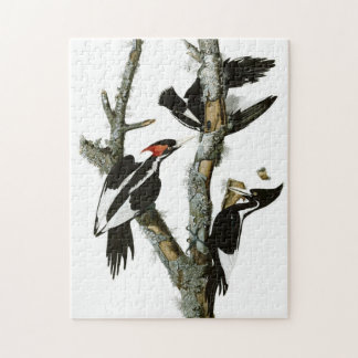 Quebra-cabeça Vintage Audubon Pica-pau-pau-marfim