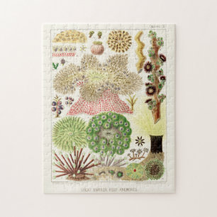 Quebra-cabeça Vintage Excelente Barrier Reef of Australia Anemon