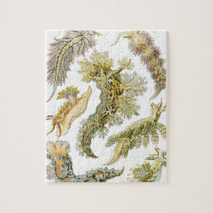 Quebra-cabeça Vintage Nudibranchia, Sea Slugs por Ernst Haeckel