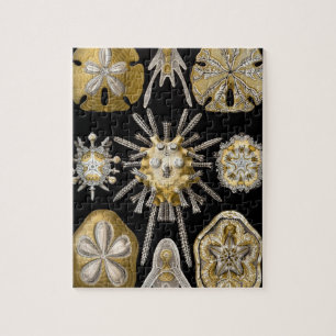 Quebra-cabeça Vintage Sand Dollares Sea Urchins por Ernst Haecke