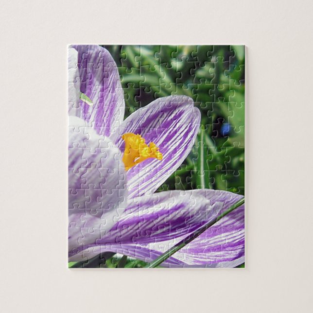 Quebra-cabeça Violet primavera Crocus (Vertical)