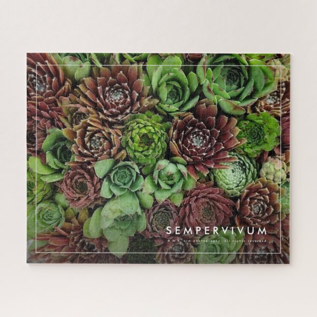 Quebra-cabeça Visão de Ave das Plantas de Sempervivum (Horizontal)