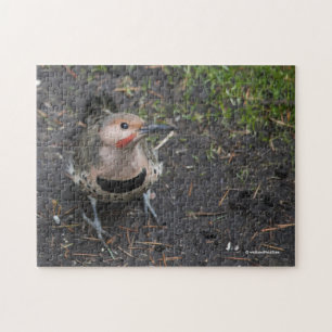 Quebra-cabeça Vista Aérea do Pica-Pau Northern Flicker