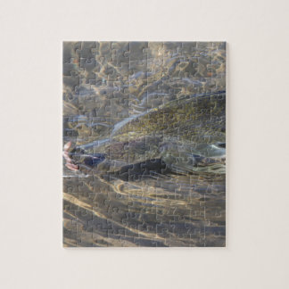 Quebra-cabeça Walleye travados