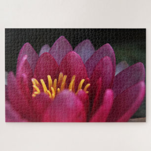 Quebra-cabeça Waterlily Rosa