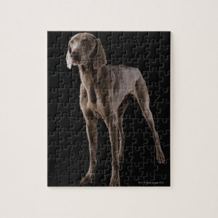 Quebra-cabeça Weimaraner, tiro do estúdio