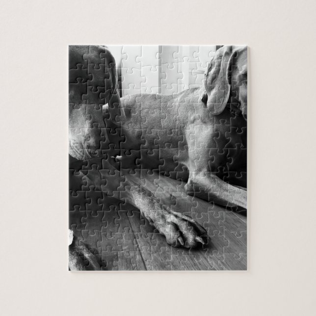 Quebra-cabeça Weimaraners (Vertical)