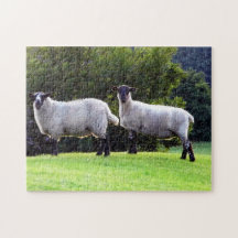 Welsh Sheep
