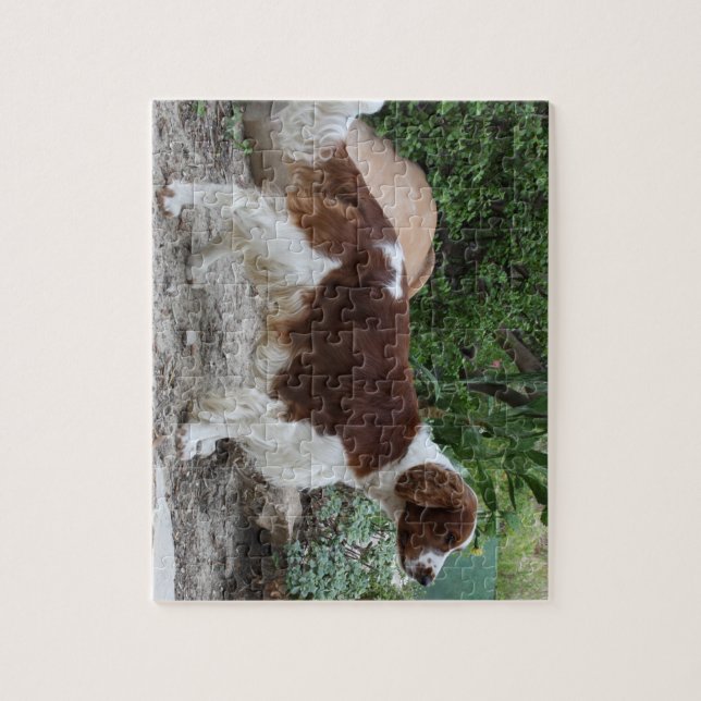 Quebra-cabeça Welsh_Springer_Spaniel_full.png (Vertical)