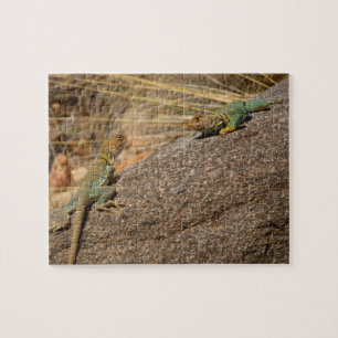 Quebra-cabeça Western Collared Lizards no Colorado