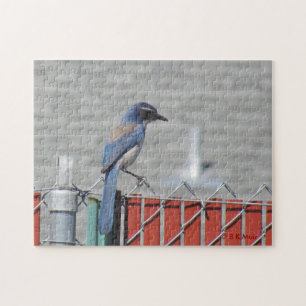 Quebra-cabeça - Western Scrub-Jay na cerca
