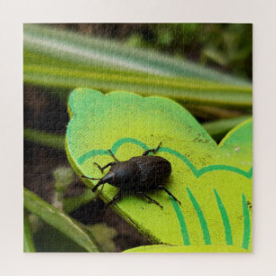 Quebra-cabeça Wevil, Beetles, Curculionoidea, Inseto