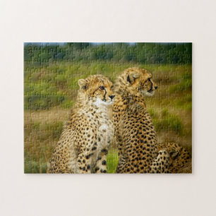 Quebra-cabeça Wildlife Cheetah Photo