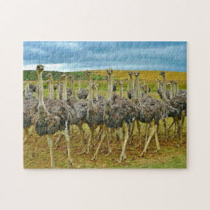 Quebra-cabeça Wildlife Ostrich Flock Photo