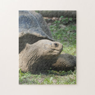 Quebra-cabeça Wildlife Tortoise Photo