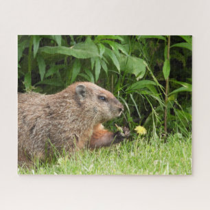 Quebra-cabeça Woodchuck (moinho) com uma flor