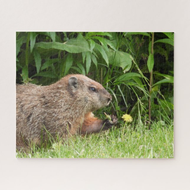 Quebra-cabeça Woodchuck (moinho) com uma flor (Horizontal)