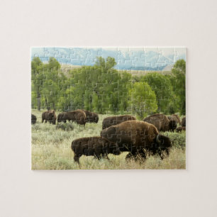Quebra-cabeça Wyoming Bison Nature