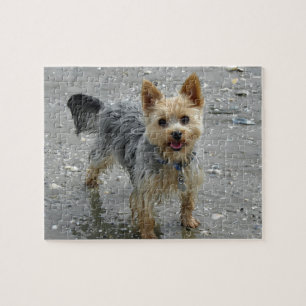 Quebra-cabeça Yorkie na praia