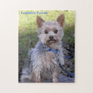Quebra-cabeça Yorkshire terrier