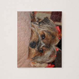 Quebra-cabeça Yorkshire terrier bonito Yorkie com arcos