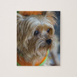 Quebra-cabeça Yorkshire terrier louro