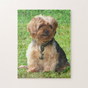 Quebra-cabeça Yorkshire terrier no parque