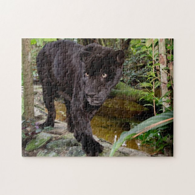 Quebra-cabeça Zoológico da Cidade de Belize. Pantera negra (Horizontal)