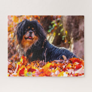 Quebra-cabeças de Cães Spaniel Tibetano.