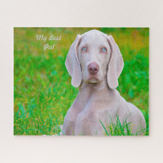 Quebra-cabeças de Cães Weimaraner.