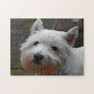 Quebra-cabeças de Cães Westie.