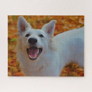 Quebra-cabeças do Cão Pastor Suíço Branco.