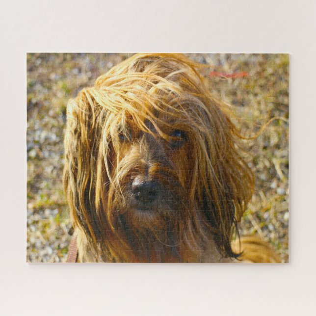 Quebra-cabeças do Cão Terrier Tibetano. (Horizontal)
