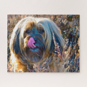 Quebra-cabeças do Cão Terrier Tibetano.