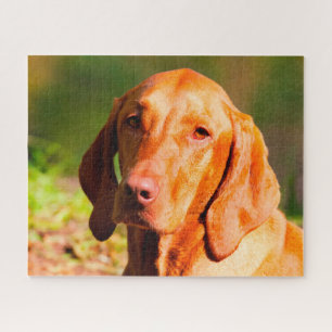 Quebra-cabeças do Cão Vizla Húngaro.