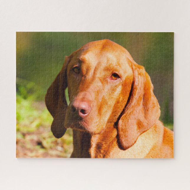 Quebra-cabeças do Cão Vizla Húngaro. (Horizontal)